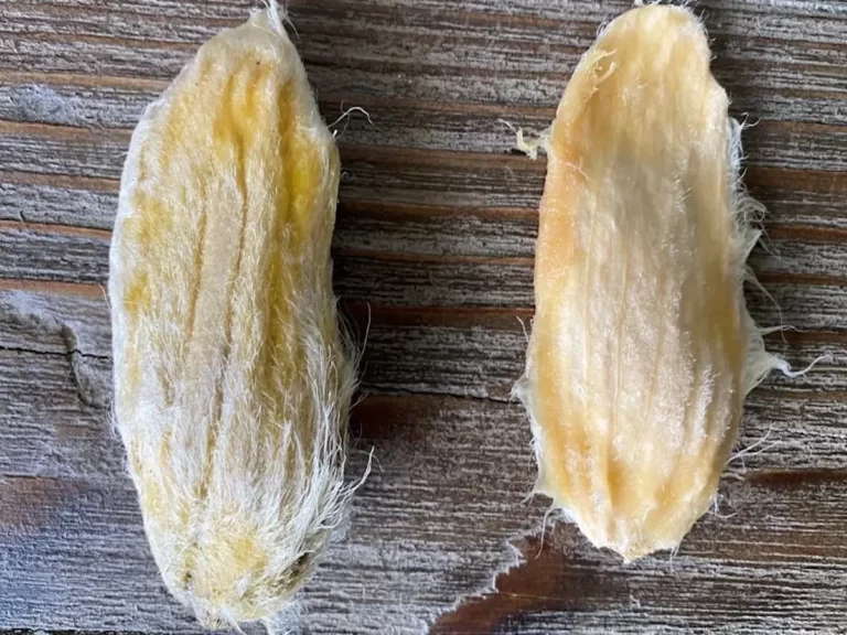dans quel sens planter noyau mangue