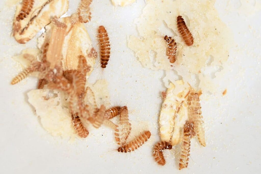 asticot dans la maison signification