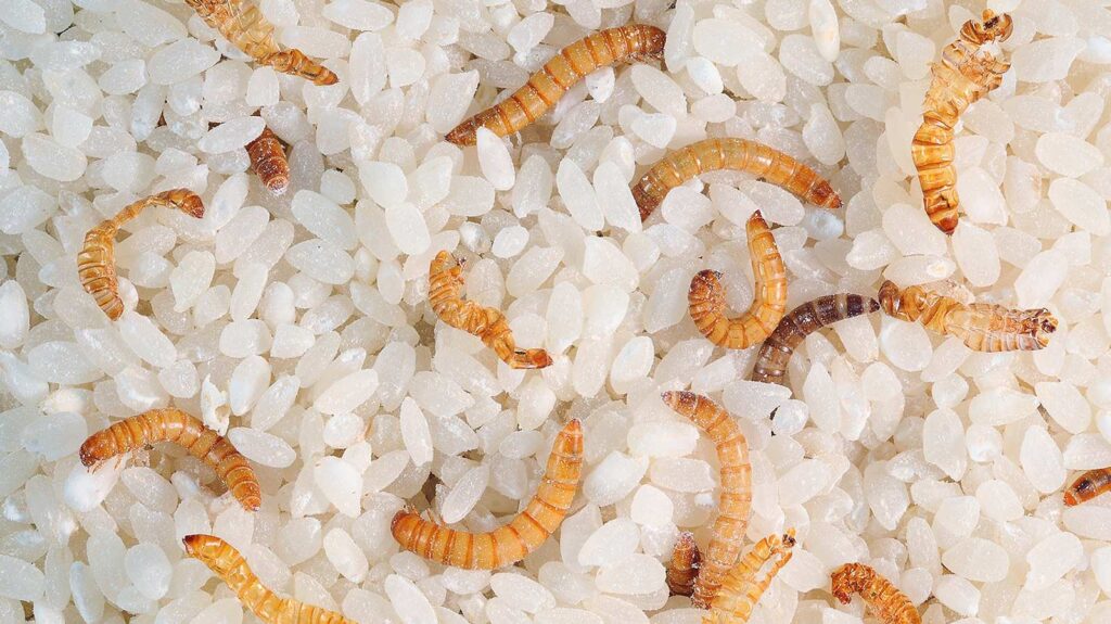 asticot maison croyance spirituelle