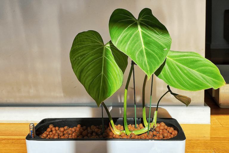 Par quoi remplacer les billes d'argile dans les pots