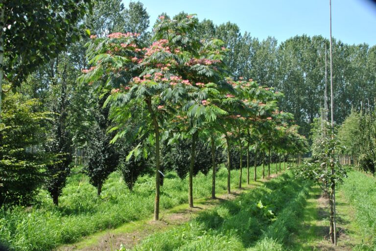 albizia inconvénient