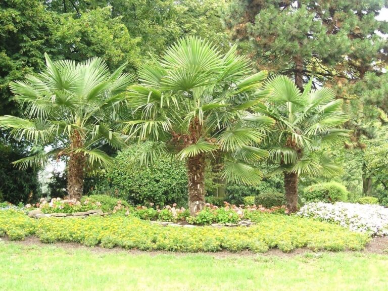 créer un jardin avec des palmiers