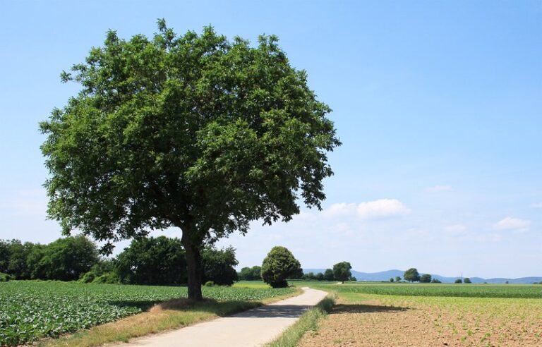 Combien de temps pour qu'un noyer donne des noix