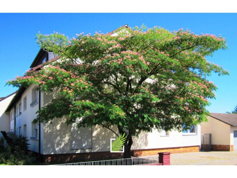 meilleur moment de l'année planter albizia