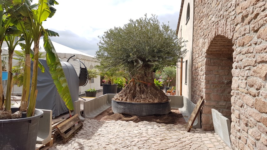 mis en valeur gros olivier en pot jardin