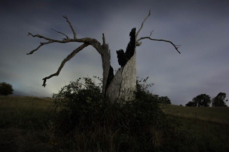 Comment tuer un arbre
